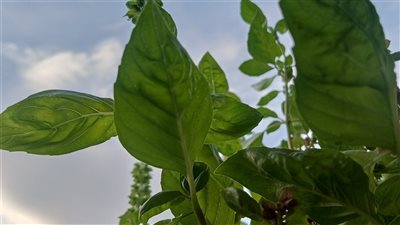article